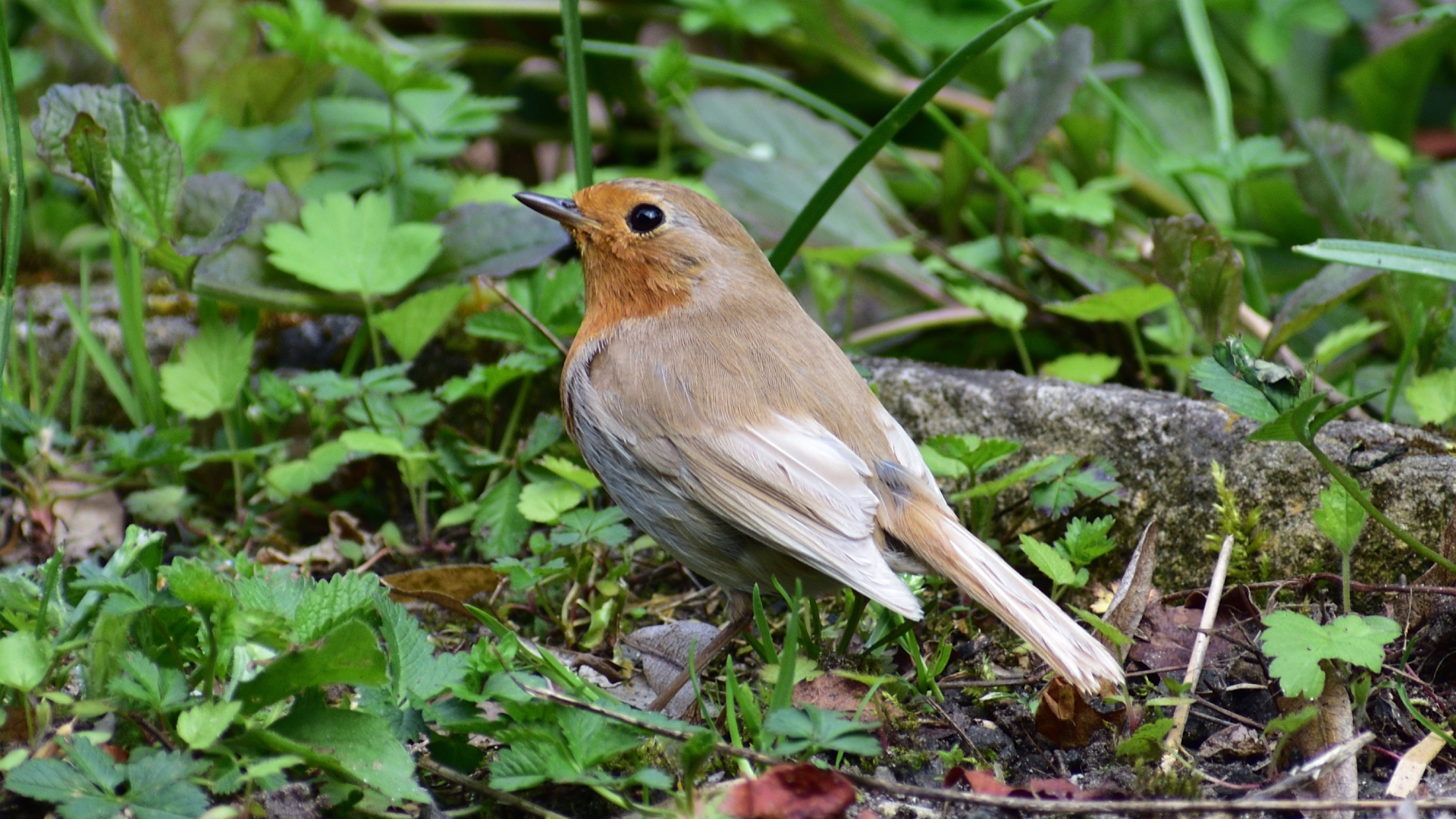 Tree Size and Age Both Matter for Forest Birds, Hungarian Study Reveals