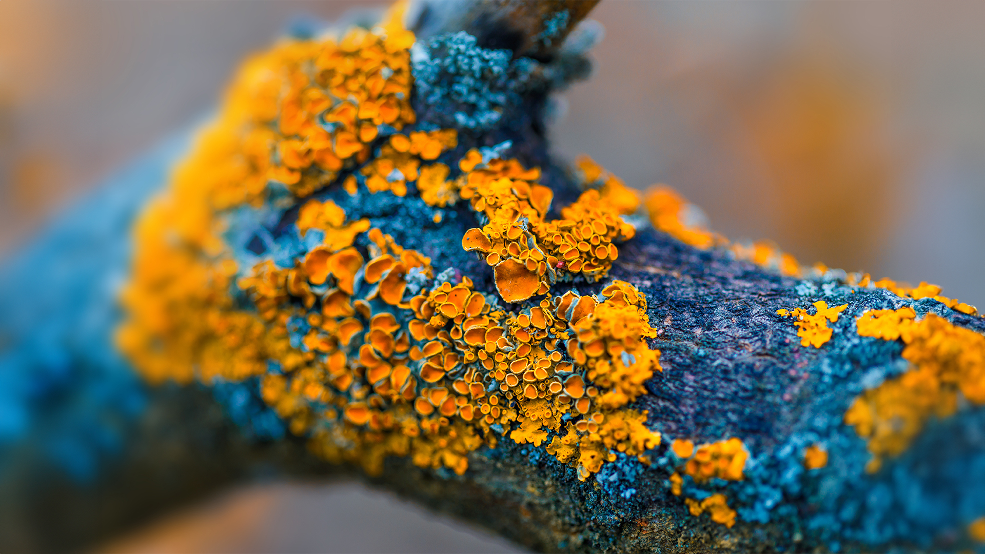 Some of the World’s Strangest Organisms Could Help Us Understand the Impacts of Climate Change
